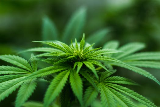 Sam Hall: Canada’s trailblazing approach to cannabis
